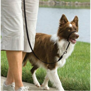 Licol Easy Walk noir