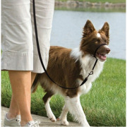 Licol Easy Walk noir