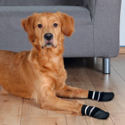 Chaussettes hautes pour chien