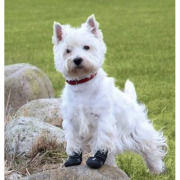 Chaussures Walker Active en nylon de protection