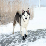 Chaussures Walker Active nylon, bottine protection neige, blessures,