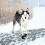 Chaussures Walker Active en nylon de protection