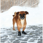 Chaussures Walker Active en nylon de protection