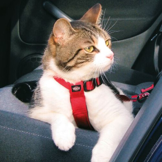 harnais-chat-voiture-image-12808-grande.jpg