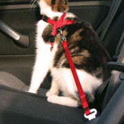 Harnais ceinture de sécurité voiture