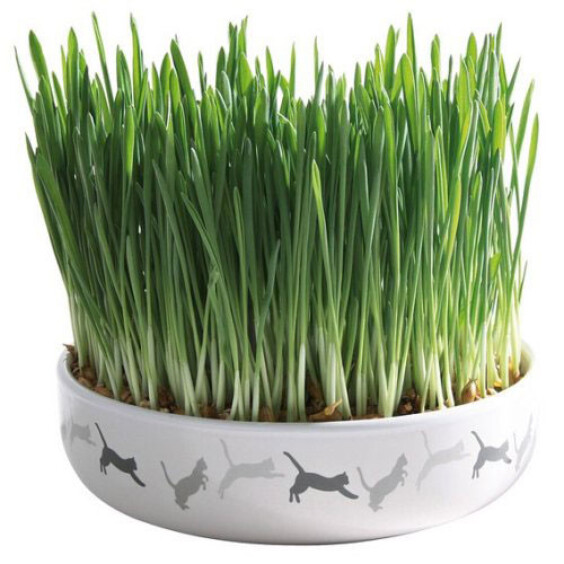 Gamelle avec herbe à chat