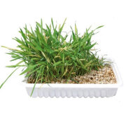 Plante herbe à chat graine semence orge