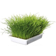 Graine d'herbe à chat tendre