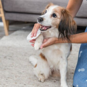 Lingettes nettoyantes universelles pour chien