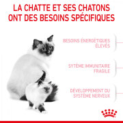 ROYAL CANIN Croquettes Mother & Babycat : chaton