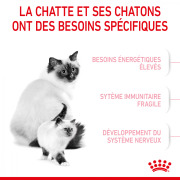 ROYAL CANIN Croquettes Mother & Babycat : chaton