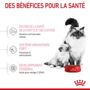 ROYAL CANIN Croquettes Mother & Babycat : chaton