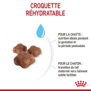 ROYAL CANIN Croquettes Mother & Babycat : chaton