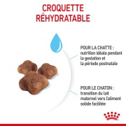 ROYAL CANIN Croquettes Mother & Babycat : chaton