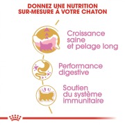 ROYAL CANIN Croquettes Kitten Persian chaton