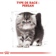 ROYAL CANIN Croquettes Kitten Persian chaton