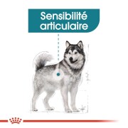 ROYAL CANIN Croquettes Maxi Joint Care