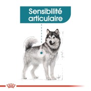 ROYAL CANIN Croquettes Maxi Joint Care Sac de 10 kg