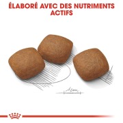 ROYAL CANIN Croquettes Maxi Joint Care Sac de 10 kg