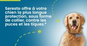 Seresto Collier antiparasitaire grand chien +8 kg