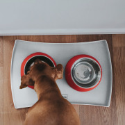 Gamelle rouge Hunter