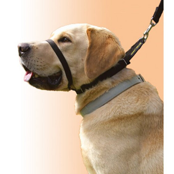 Collier de dressage