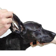 Coton tige spécial oreilles sachet de 50