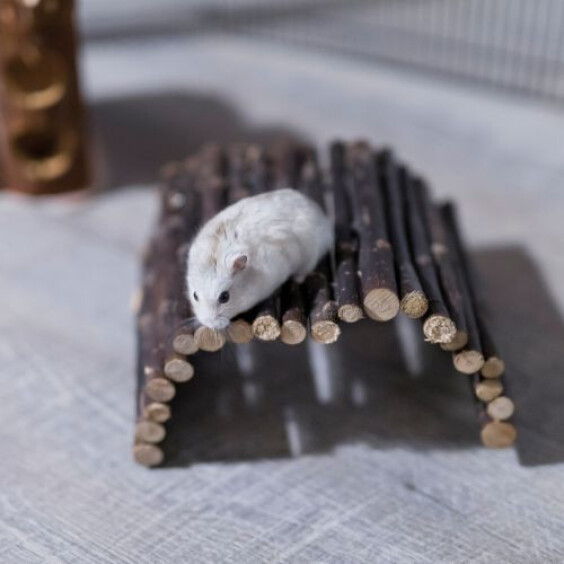 Pont en bois pour cochon d'Inde et chinchilla