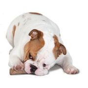 Bâton à mâcher Dogwood Stick