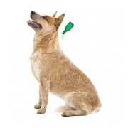 Pipettes anti puce chiot répulsives Vetopure