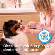 Combi-pack dentifrice et brosse à dents chien et chat Beaphar