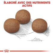 ROYAL CANIN Croquettes Maxi Digestive Care