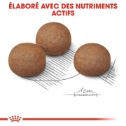 ROYAL CANIN Croquettes Maxi Digestive Care
