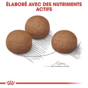 ROYAL CANIN Croquettes Maxi Digestive Care Sac de 12 kg