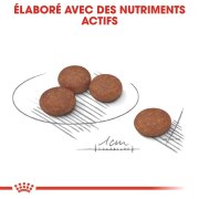 ROYAL CANIN Croquettes Mini Digestive Care adulte