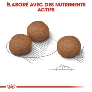 ROYAL CANIN Croquettes Medium Digestive Care Sac de 12 kg