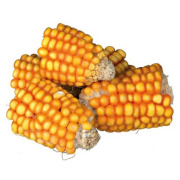 Friandises en morceaux d’épis de maïs