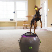 Lanceur automatique de balles PetSafe