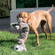 KONG Jouet Stretchezz Jumbo Snow Leopard
