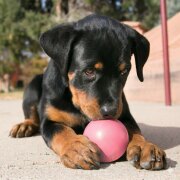 KONG Puppy Ball avec trou