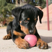 KONG Puppy Ball avec trou