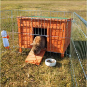 Cabane lapin et cochon d'Inde en pin Natura