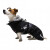 Manteau chien Explore noir
