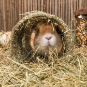 Tunnel lapin Grotte céréales et carotte