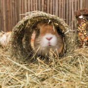 Tunnel lapin Grotte céréales et carotte