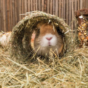 Tunnel lapin Grotte céréales et carotte