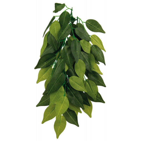 Plante Ficus pour terrarium