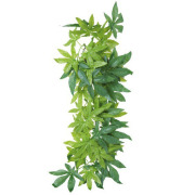 Plante Abutilon pour terrarium