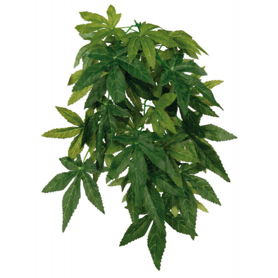 Plante Abutilon pour terrarium