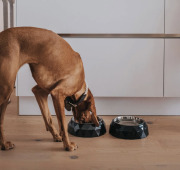 Gamelle design pour chien Kimberley noir Hunter